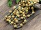 Alabaster Travertine Sea Shell Beaded Chain - Sold by the foot